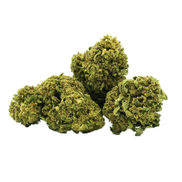 fleur-cbd-torus-cugnaux